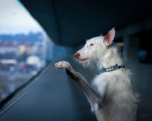 Load image into Gallery viewer, LoTR Aragorn Crown Collar