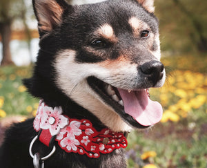 Collar de flor de Sakura