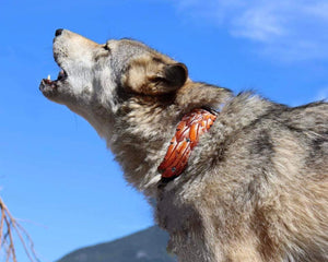 Native Feather Collar