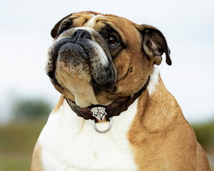 Horn and Skull Collar