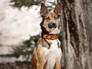 Fall Oak Collar