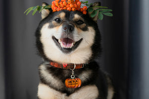 Pumpkin ID Tag